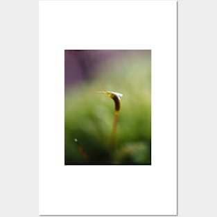 Macro shot of a moss sporophyte Posters and Art